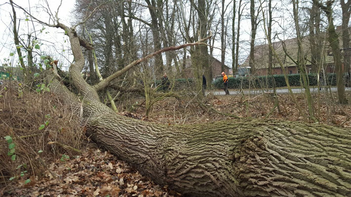 Sturmschaden mit umgestürztem Baum im Bestand, TEAM Wichert sichert die Umgebung